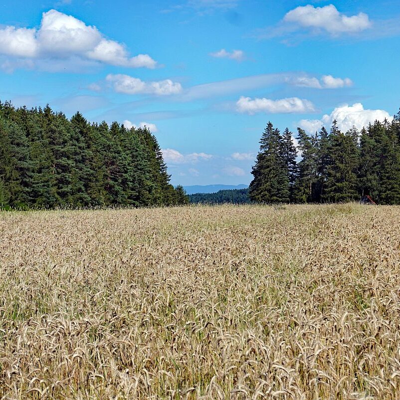 Getreide in Tennenbronn 5