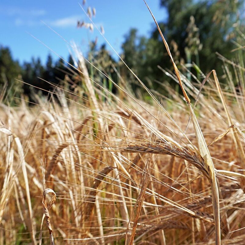 Getreide in Tennenbronn 6