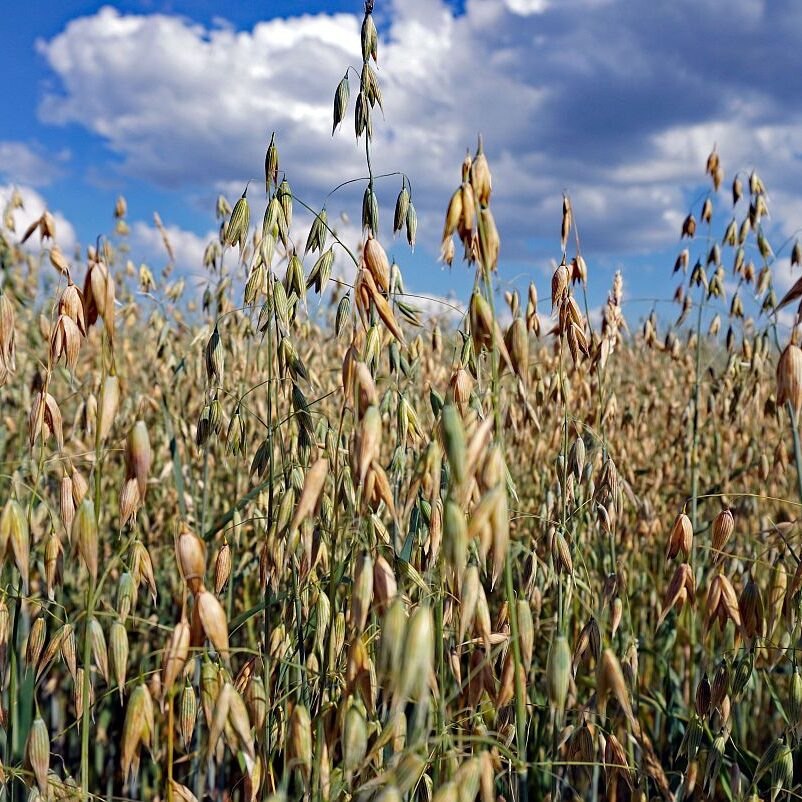 Getreide in Tennenbronn 7