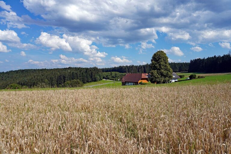 Getreide in Tennenbronn 9