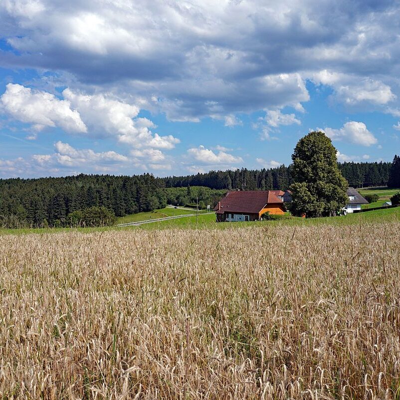 Getreide in Tennenbronn 9