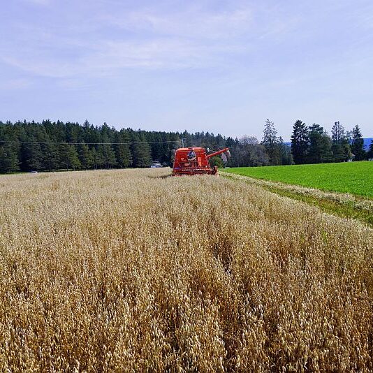 Getreide Ernte Remsbach Gersbach 1