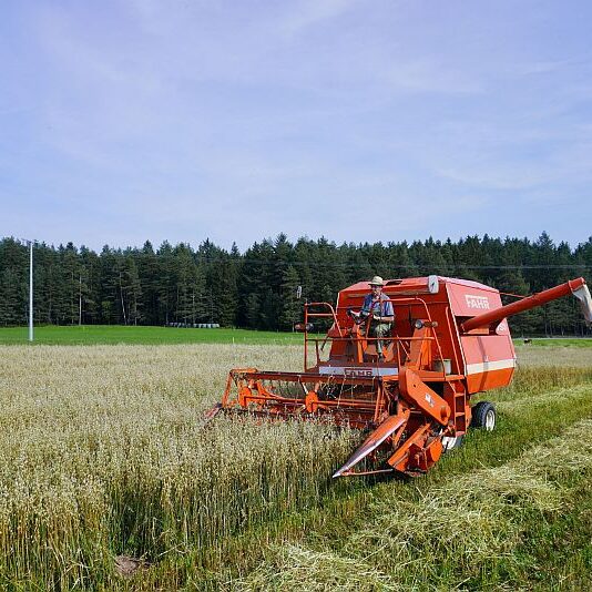 Getreide Ernte Remsbach Gersbach 2