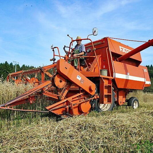 Getreide Ernte Remsbach Gersbach 4