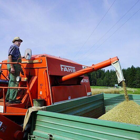 Getreide Ernte Remsbach Gersbach 7