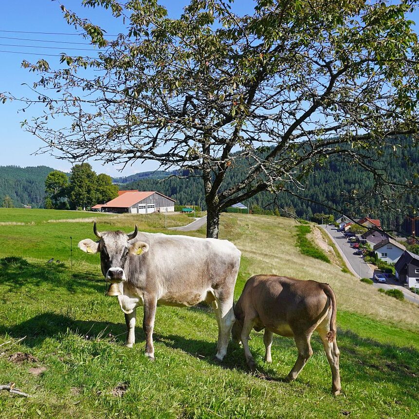Tennenbronn im Spaetsommer 3
