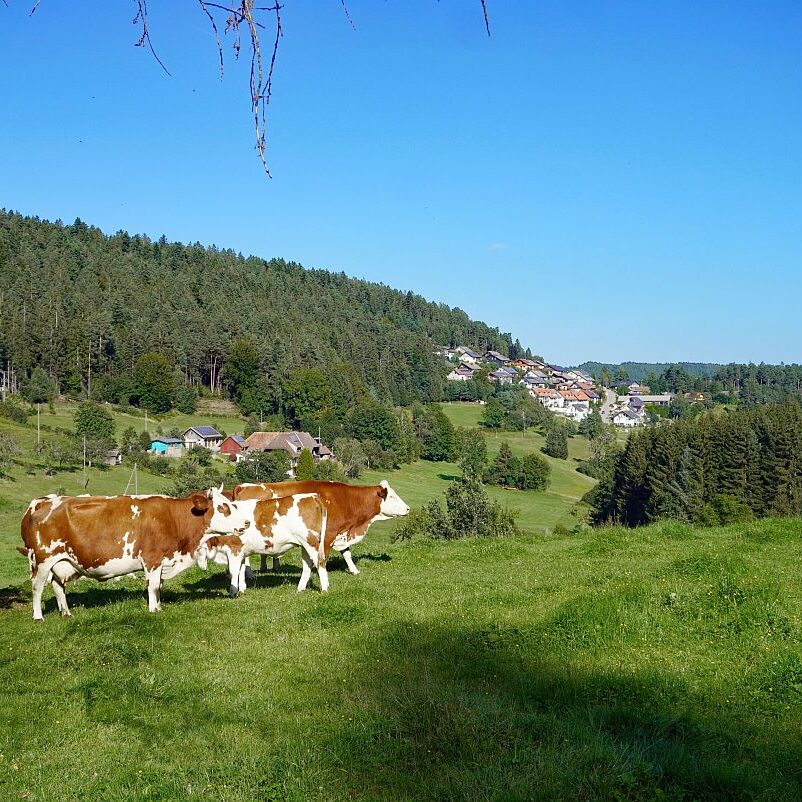 Tennenbronn im Spaetsommer 5