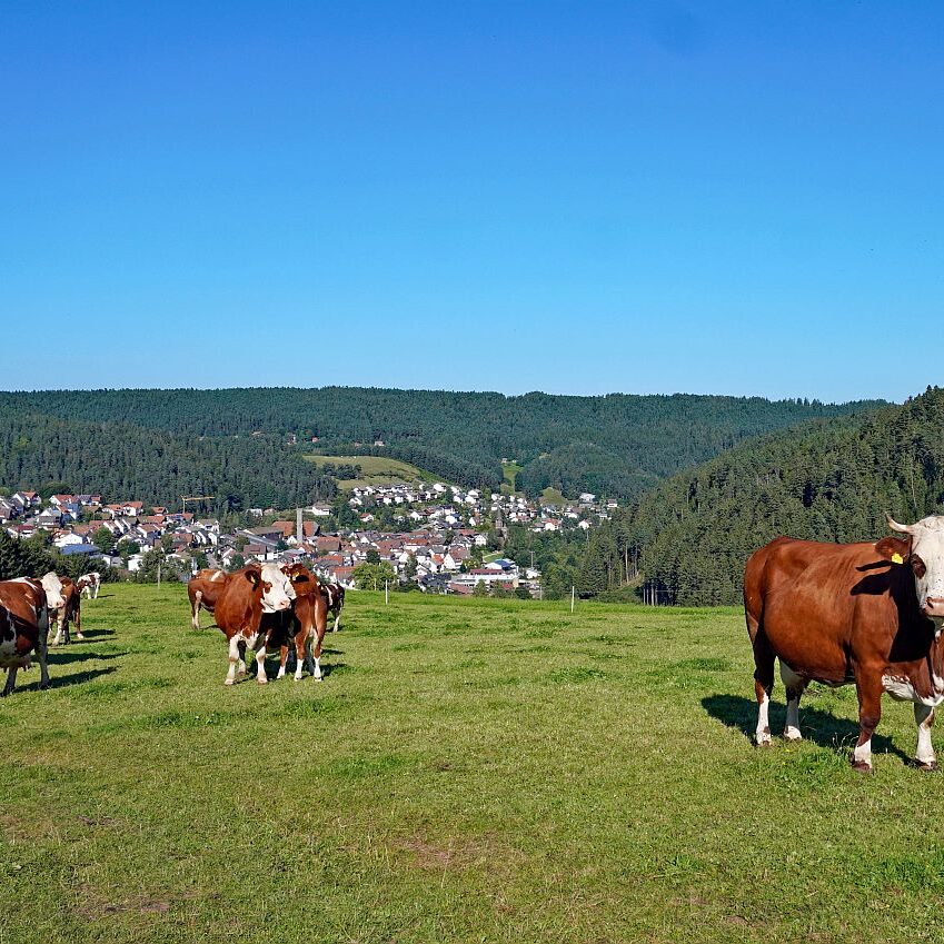 Tennenbronn im Spaetsommer 6
