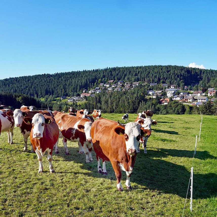 Tennenbronn im Spaetsommer 7