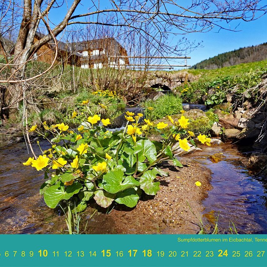 04 Eichbach Sumpfdotte