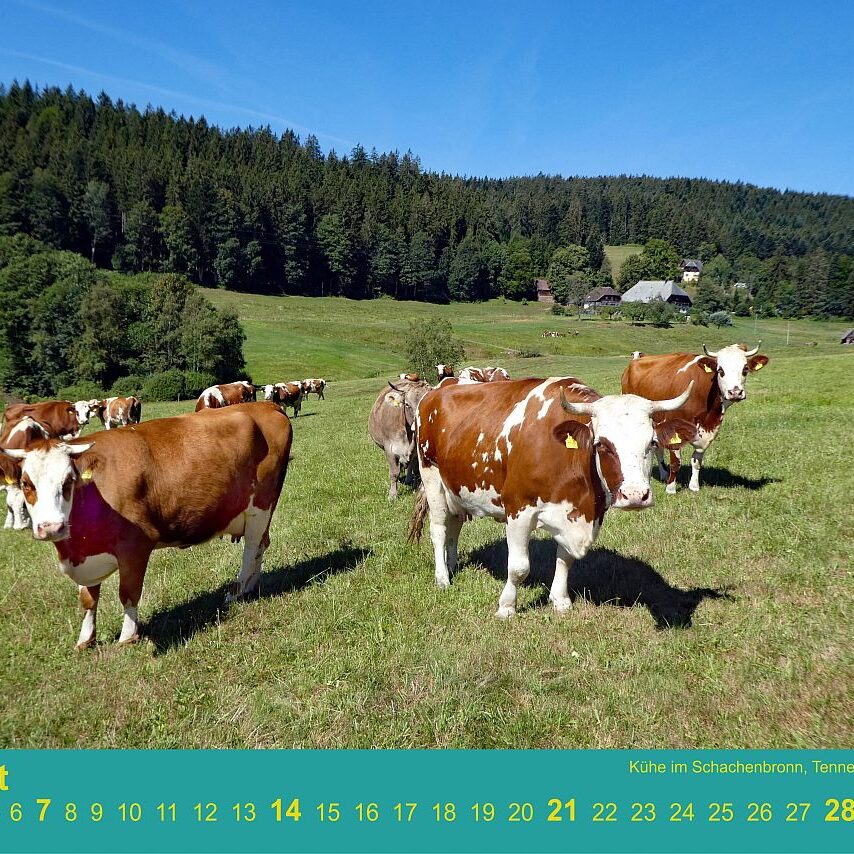 08 Schachenbronn Kuehe