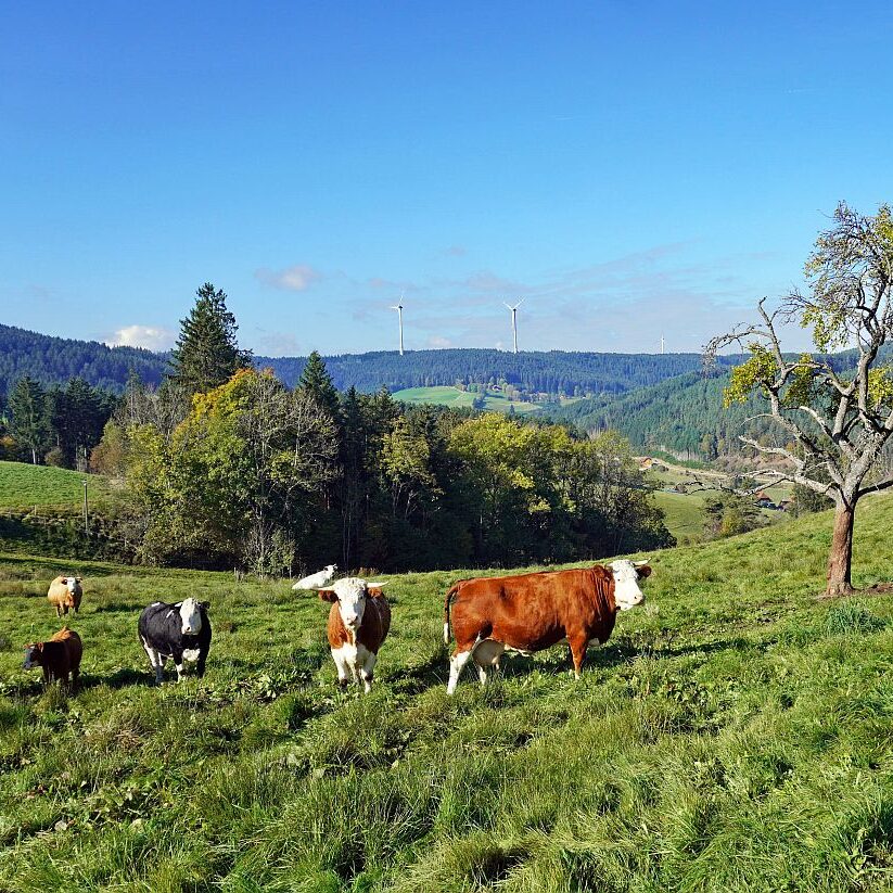 Goldener Herbst in Tennenbronn 01