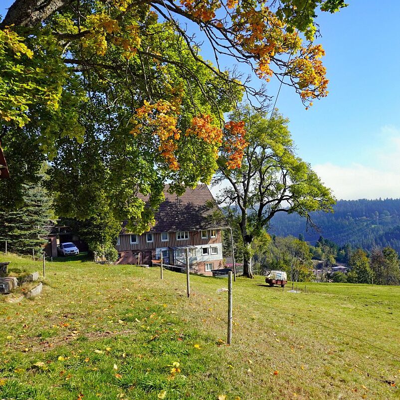 Goldener Herbst in Tennenbronn 05