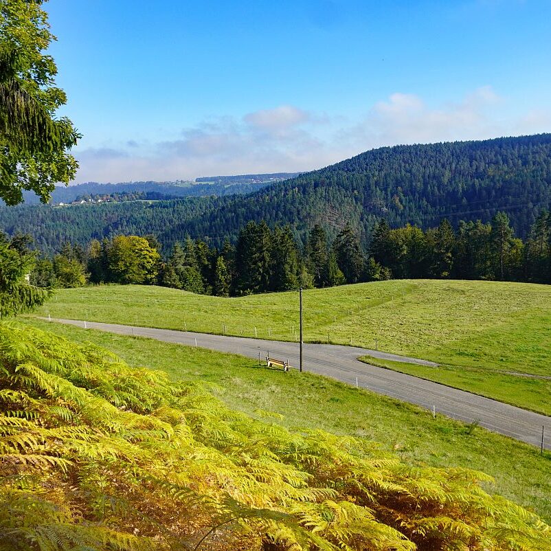 Goldener Herbst in Tennenbronn 07