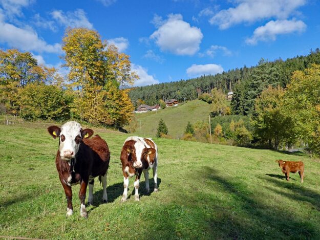 Goldener Herbst in Tennenbronn 09 1 Goldener Herbst in Tennenbronn 09 1