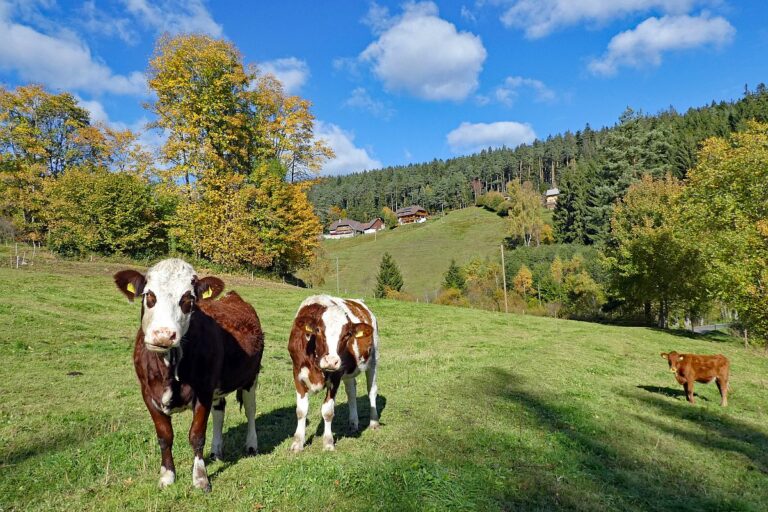 Goldener Herbst in Tennenbronn 09 1