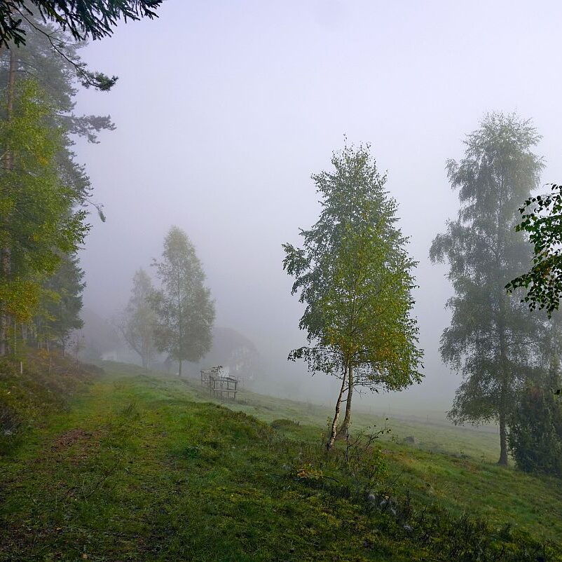 Herbstnebel in Tennenbronn 01