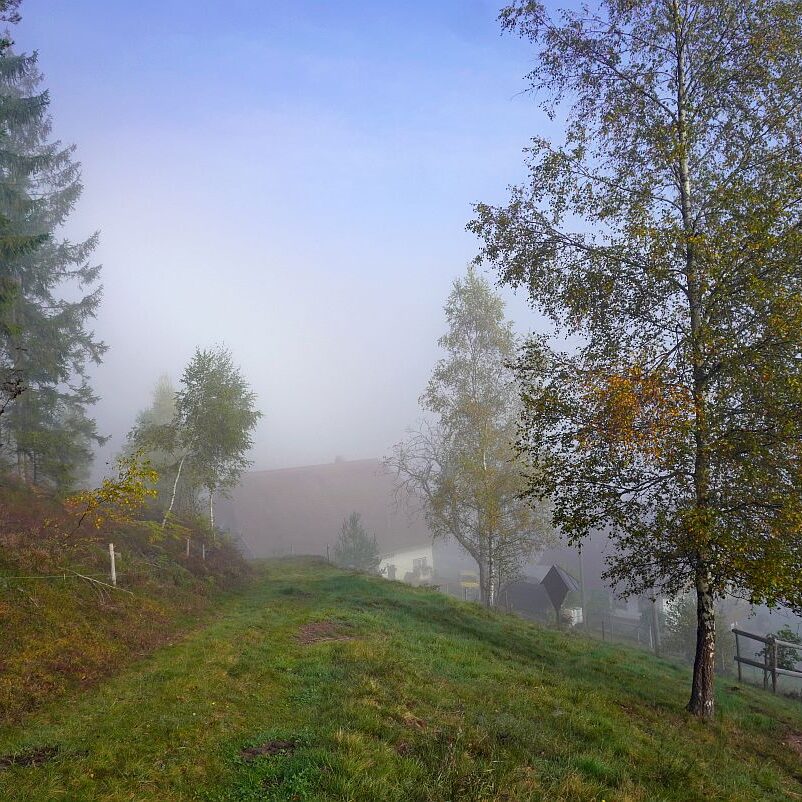 Herbstnebel in Tennenbronn 02