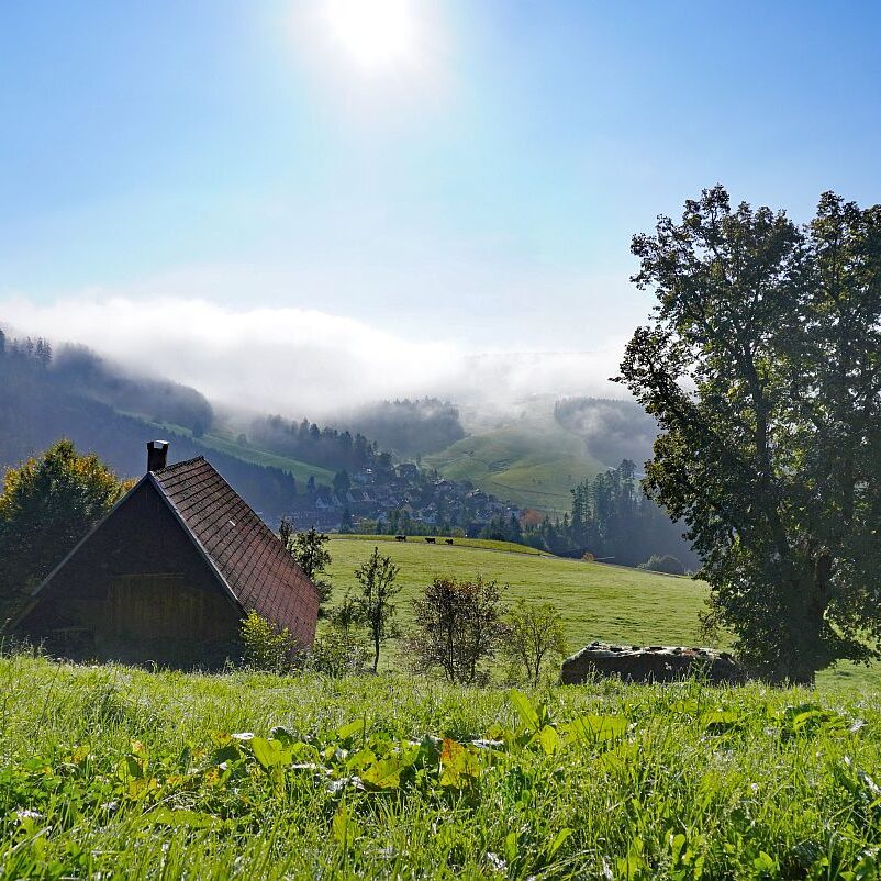 Herbstnebel in Tennenbronn 12