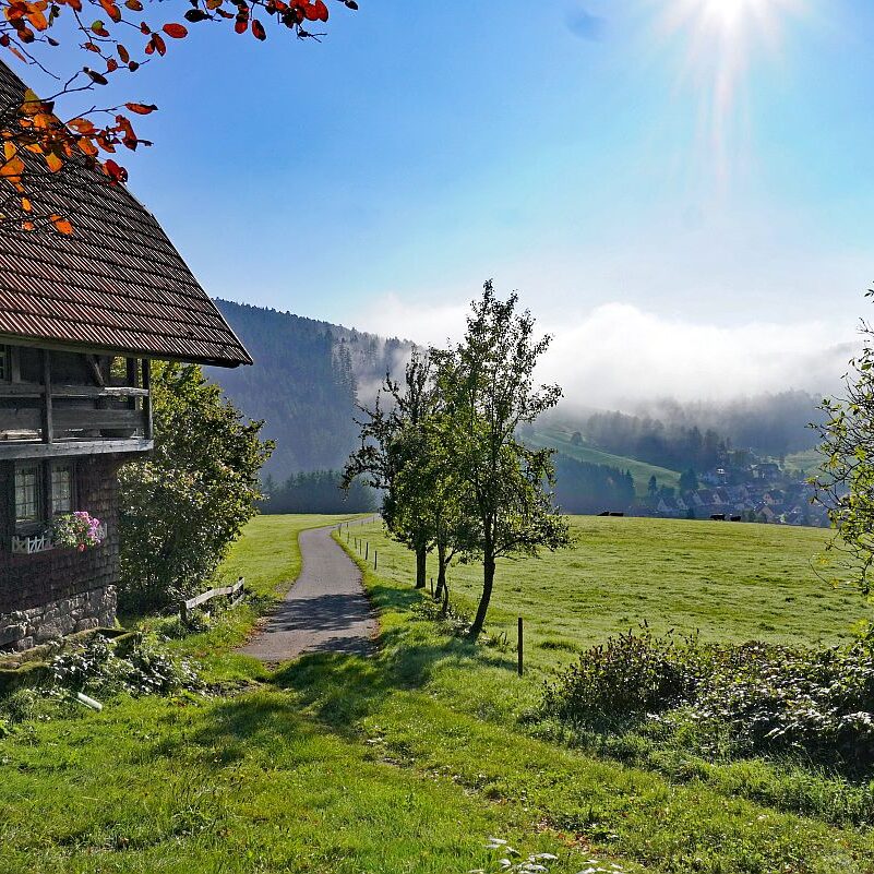 Herbstnebel in Tennenbronn 13