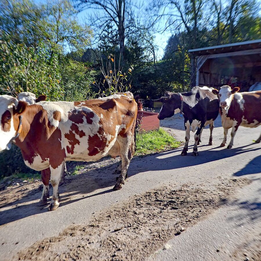 Kuehe Hinterer Mooshof 03