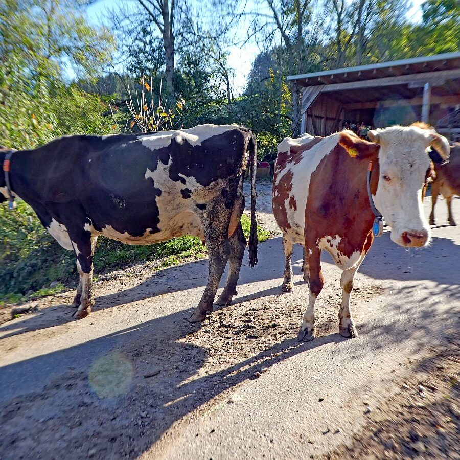 Kuehe Hinterer Mooshof 04