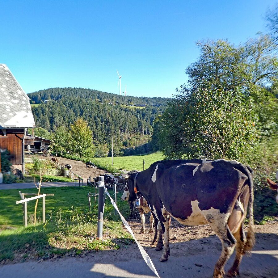 Kuehe Hinterer Mooshof 05