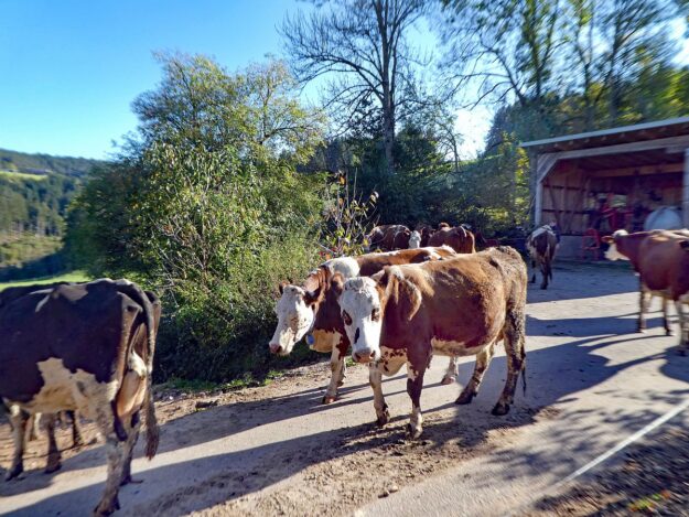 Kuehe Hinterer Mooshof 06 Kuehe Hinterer Mooshof 06