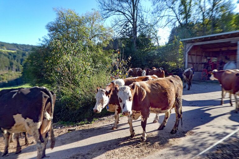 Kuehe Hinterer Mooshof 06