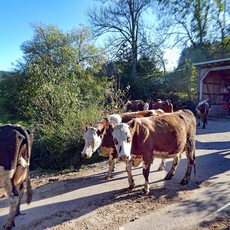 Kuehe Hinterer Mooshof 06