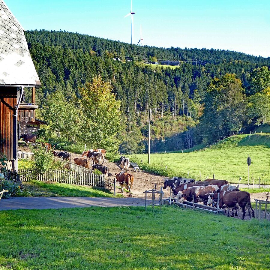 Kuehe Hinterer Mooshof 07