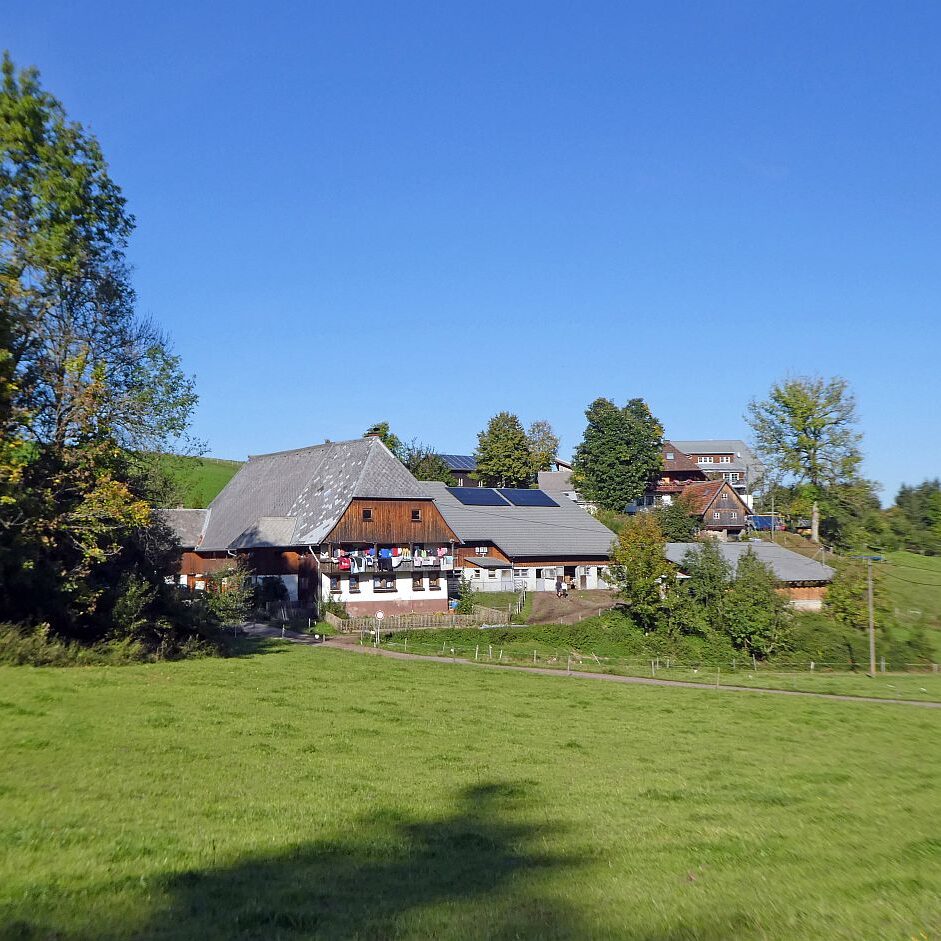 Kuehe Hinterer Mooshof 08