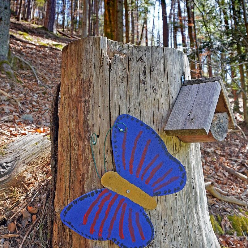 Schmetterlingspfad Tennenbronn 03