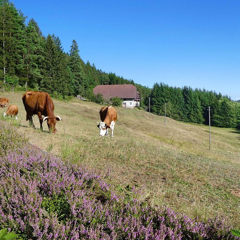Schmetterlingspfad Tennenbronn 05