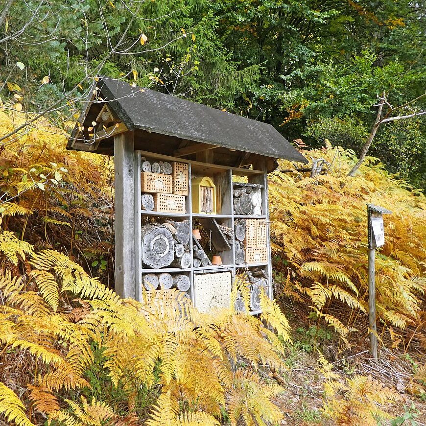 Schmetterlingspfad Tennenbronn 10