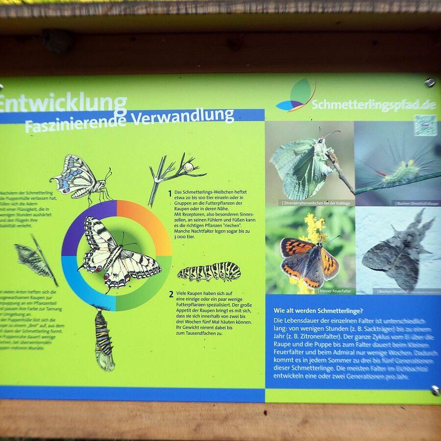 Schmetterlingspfad Tennenbronn 13
