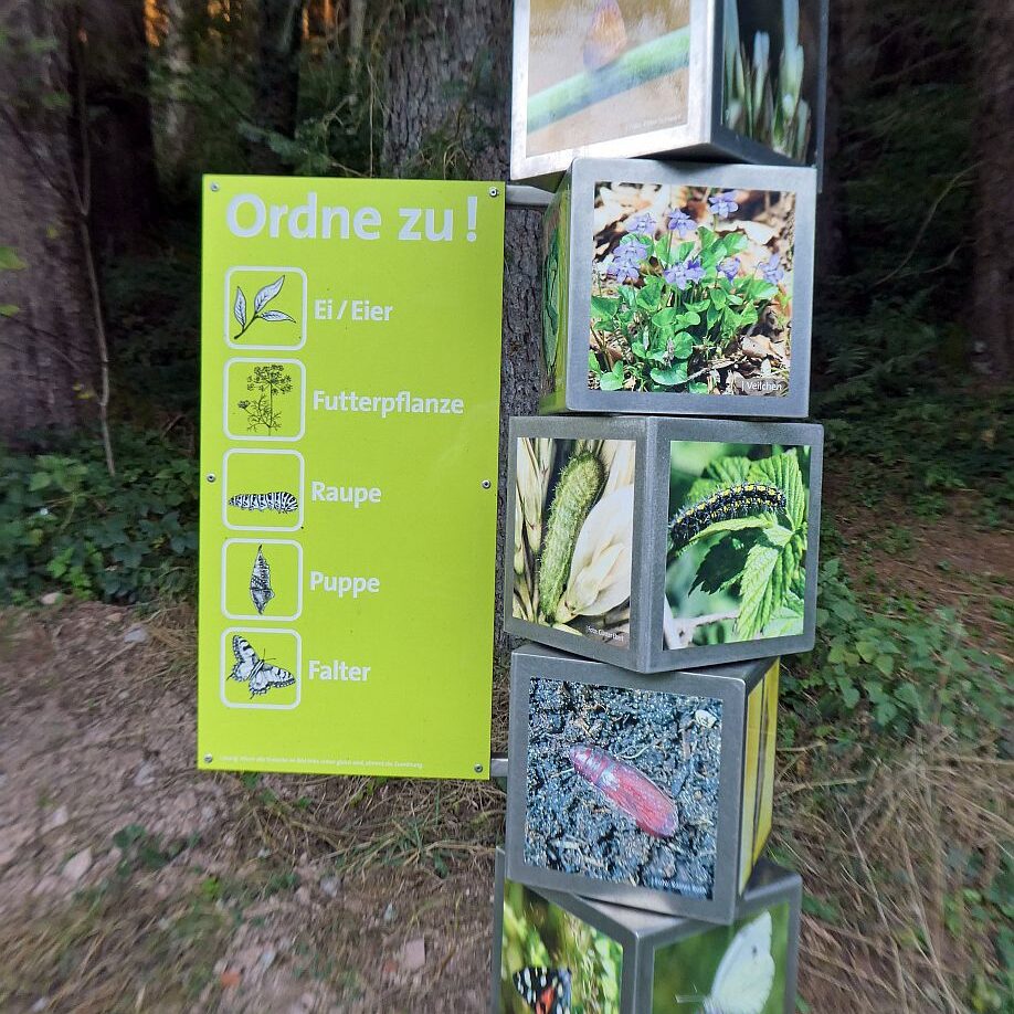 Schmetterlingspfad Tennenbronn 14
