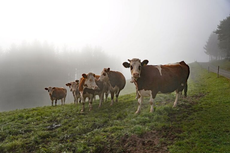 Herbstnebel am Morgen in Tennenbronn 02