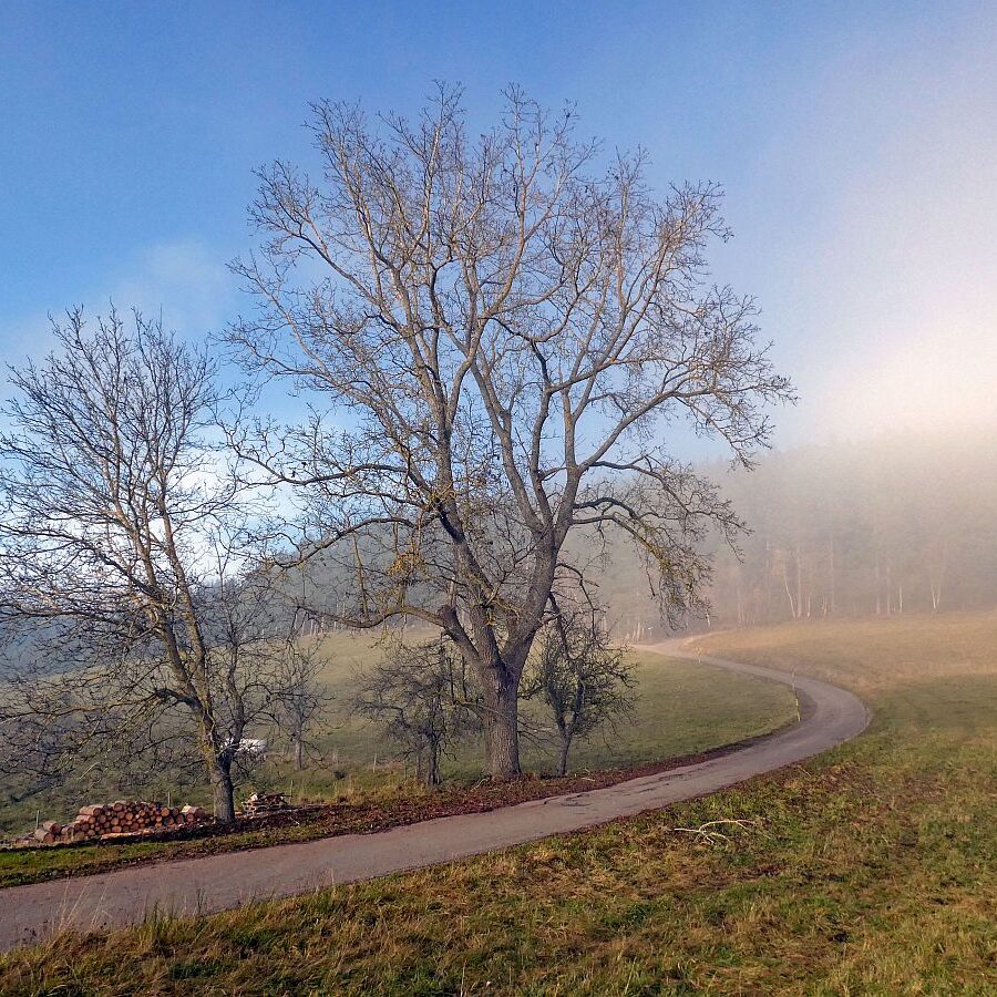 Mittelbergrunde im Nebel 02