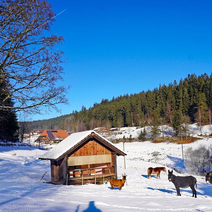 Winter im Gersbach in Tennenbronn 03