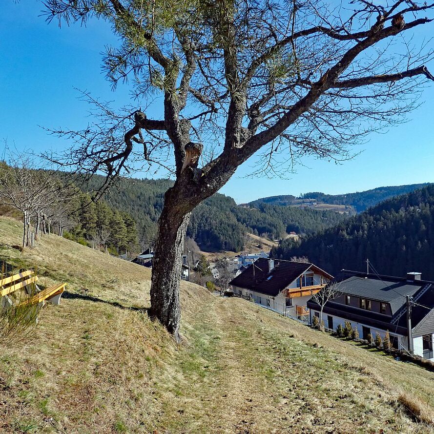 Vorfruehling Dorfberg Remsbach Tennenbronn 02