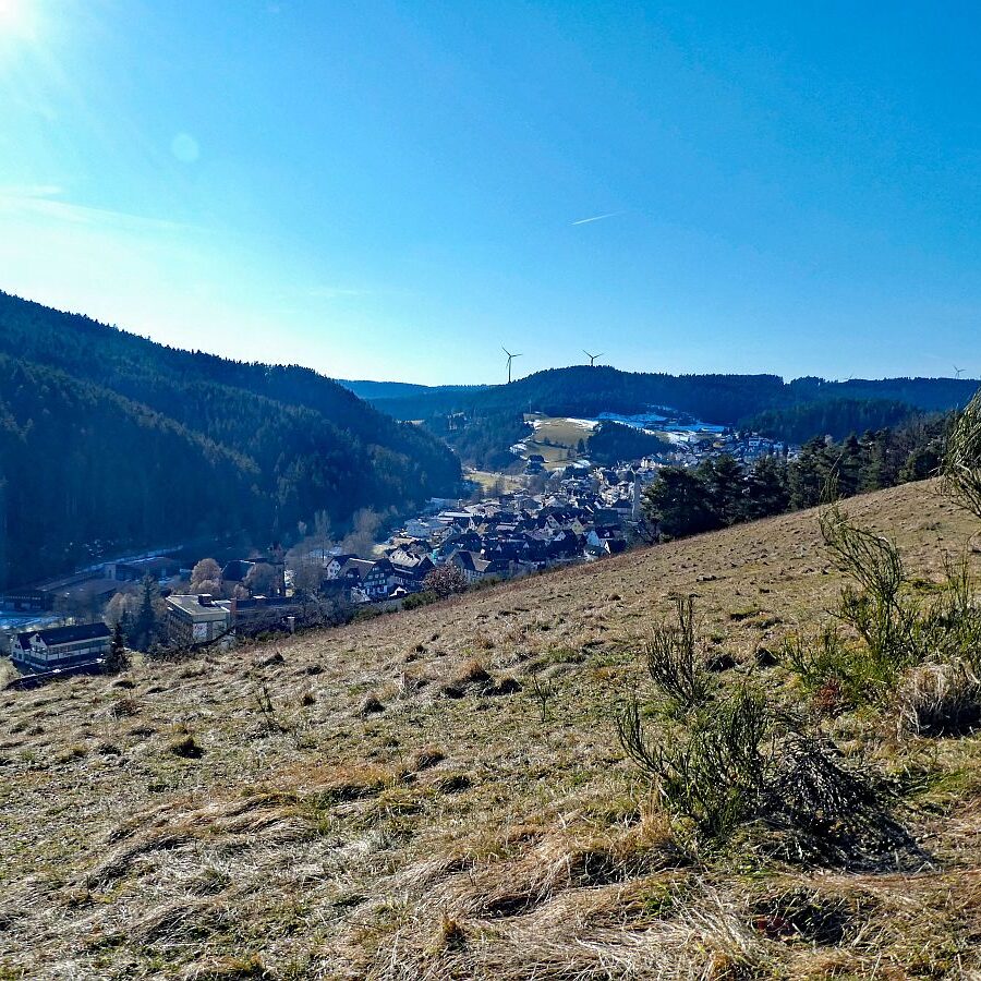 Vorfruehling Dorfberg Remsbach Tennenbronn 07