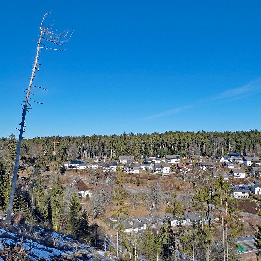 Vorfruehling Dorfberg Remsbach Tennenbronn 12