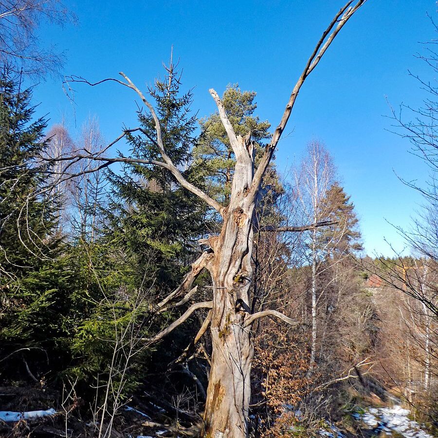 Vorfruehling Dorfberg Remsbach Tennenbronn 15