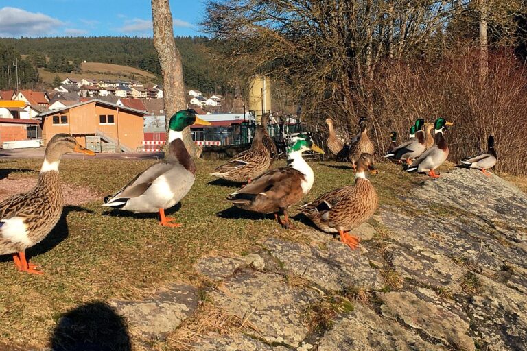 Enten am See in Tennenbronn 2