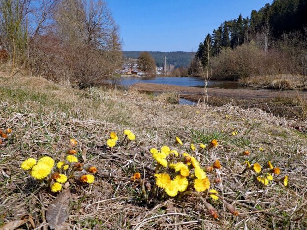 Erste Blumen im Fruehling in Tennenbronn 04