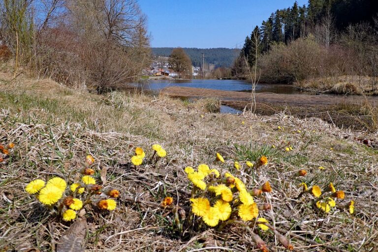 Erste Blumen im Fruehling in Tennenbronn 04