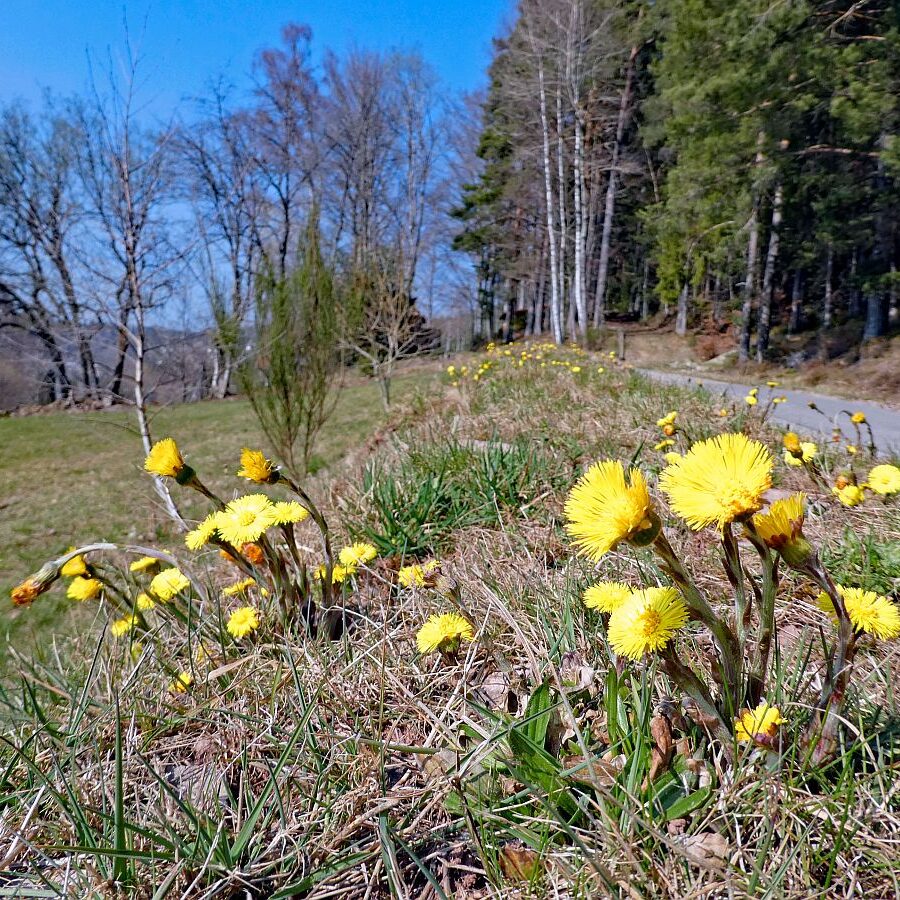 Erste Blumen im Frühling in Tennenbronn im Schwarzwald