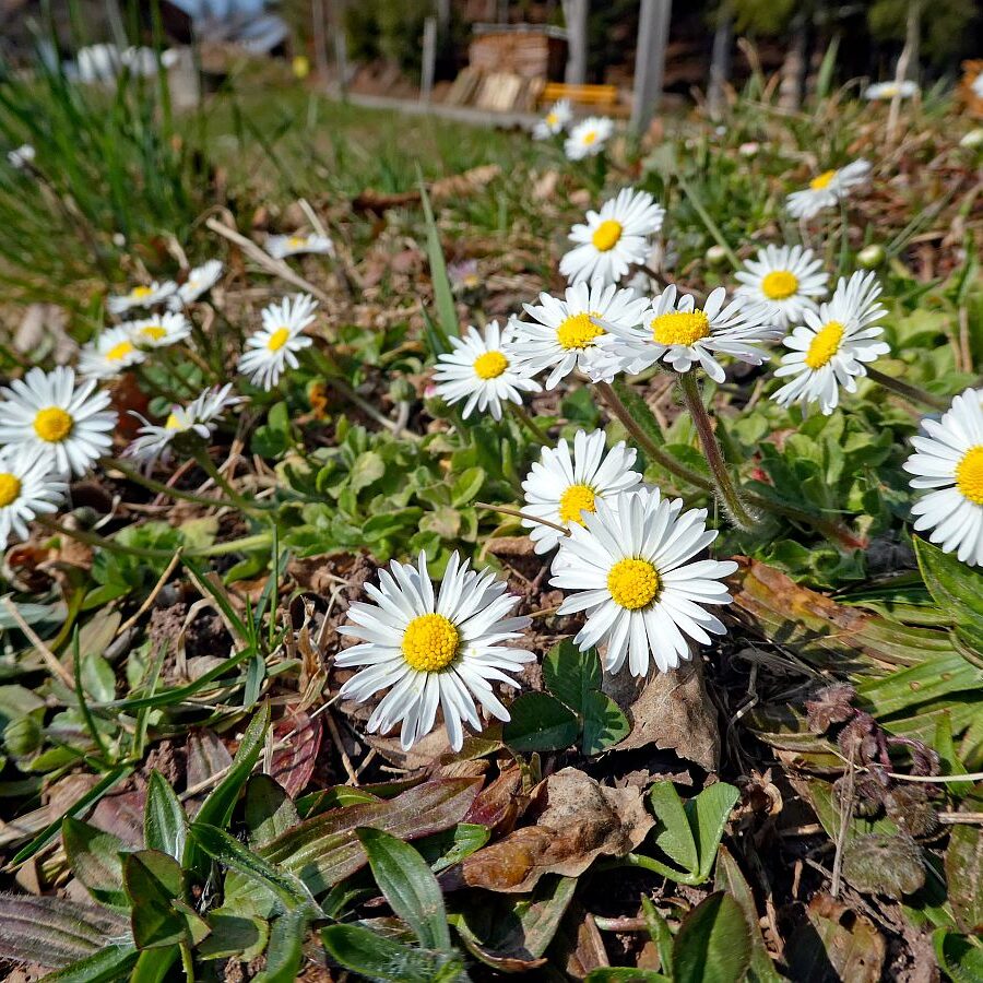 Erste Blumen im Frühling in Tennenbronn im Schwarzwald