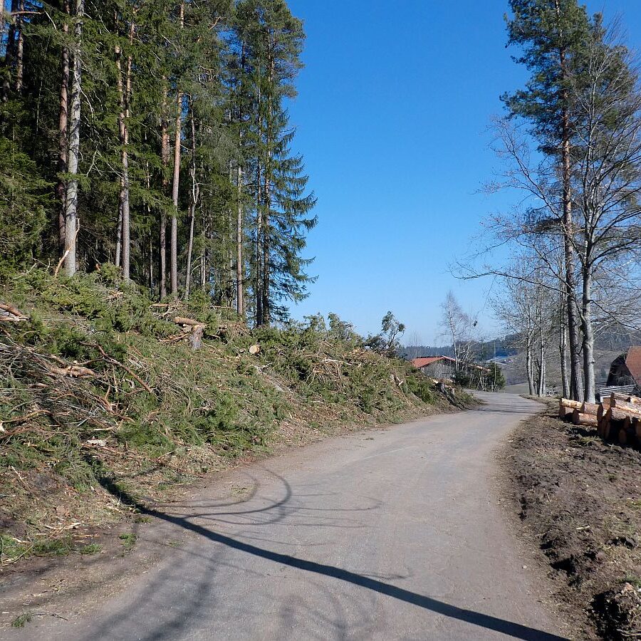 Holzvollernter in Tennenbronn 3